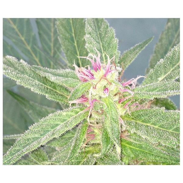 Dr. Underground - U-Pink Kush (fem.)