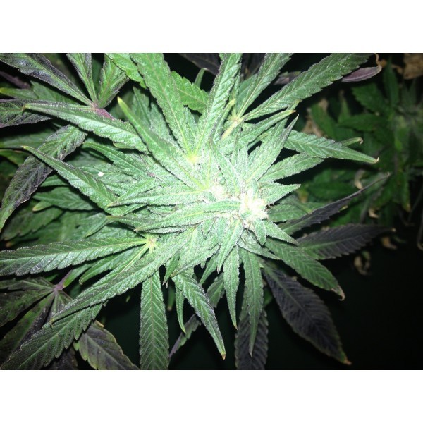 Dr. Underground - U-Pink Kush (fem.)