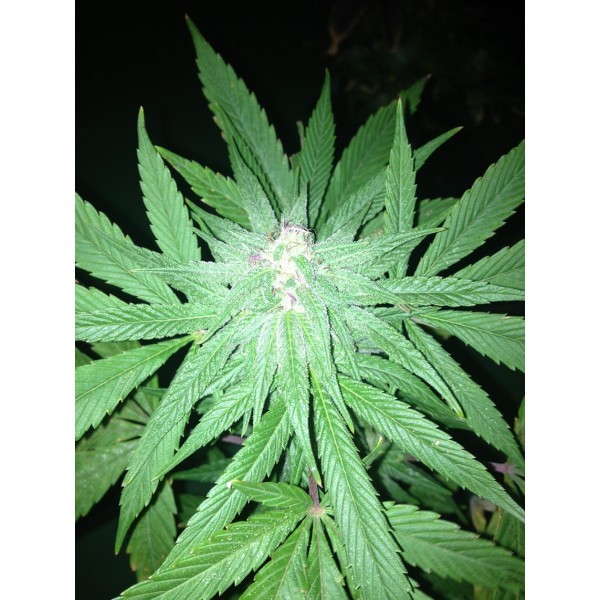 Dr. Underground - U-Pink Kush (fem.)