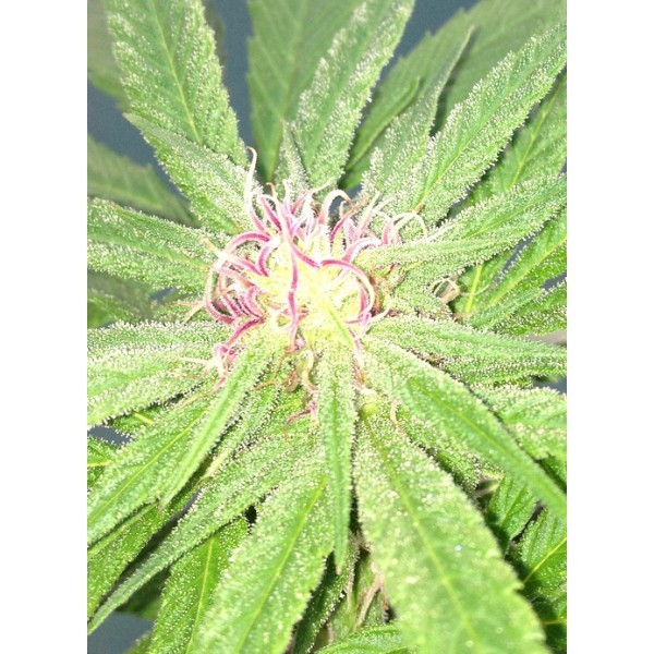 Dr. Underground - U-Pink Kush (fem.)