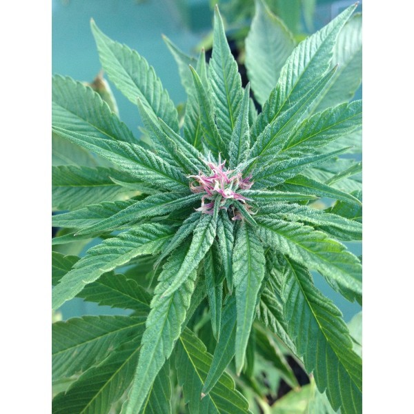 Dr. Underground - U-Pink Kush (fem.)