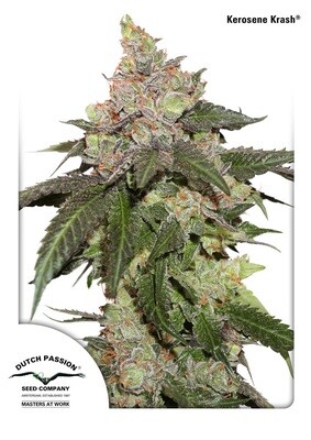 Dutch Passion - Kerosene Krash (fem.) 06703
