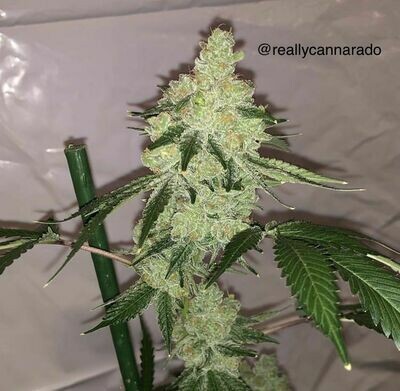Cannarado Genetics - Nilla Wafer (fem.) 06721