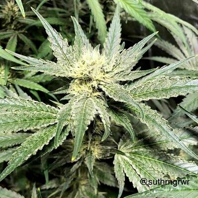 Cannarado Genetics - Sour Sundae (fem.) 06722