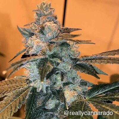 Cannarado Genetics - Trifi Sundae (fem.) 06723