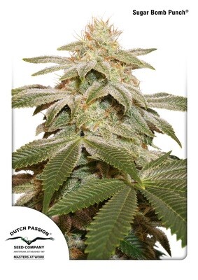 Dutch Passion - Sugar Bomb Punch (fem.) 06726