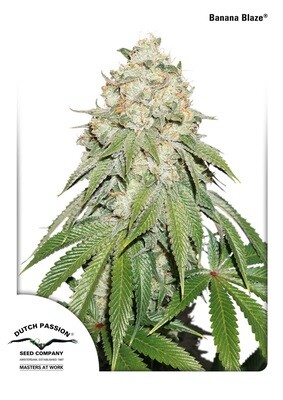 Dutch Passion - Banana Blaze (fem.) 06724