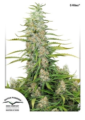 Dutch Passion - C-Vibez (fem.) 06728