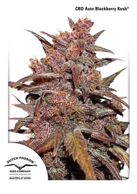 Dutch Passion - CBD Auto Blackberry Kush (auto/fem.) 06731