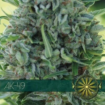 Vision Seeds - AK-49 (fem.) 01180