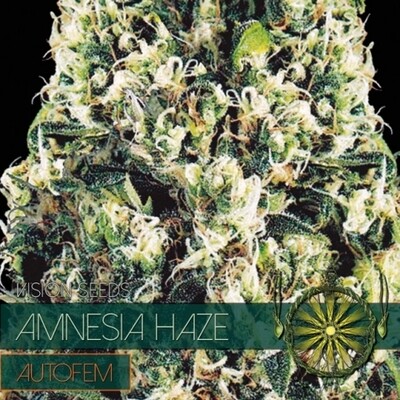 Vision Seeds - Amnesia Haze Auto (auto/fem.) 01587