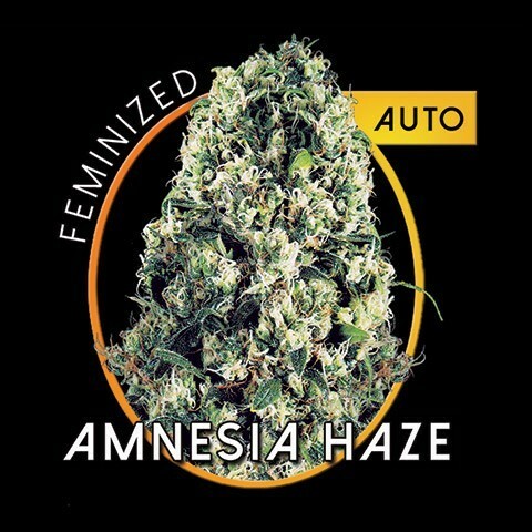 Vision Seeds - Amnesia Haze Auto (auto/fem.)
