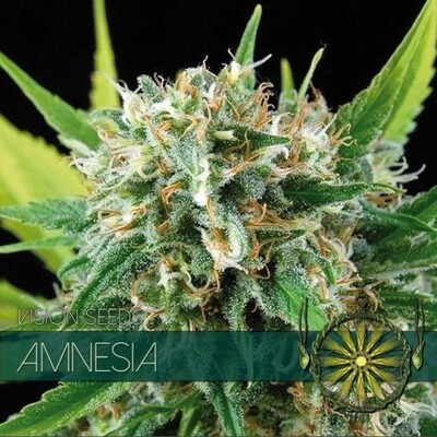 Vision Seeds - Amnesia (fem.) 01181