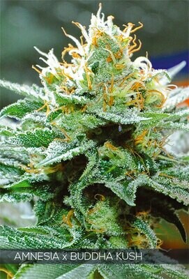 Vision Seeds - Amnesia x Buddha Kush (fem.) 06732