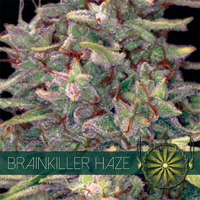 Vision Seeds - Brainkiller Haze (fem.) 06733