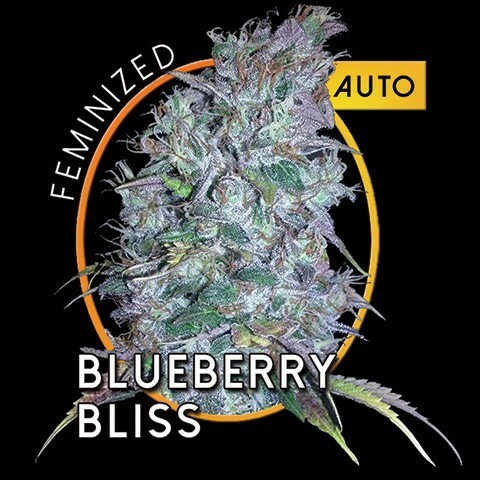 Vision Seeds - Blueberry Bliss Auto (auto/fem.)