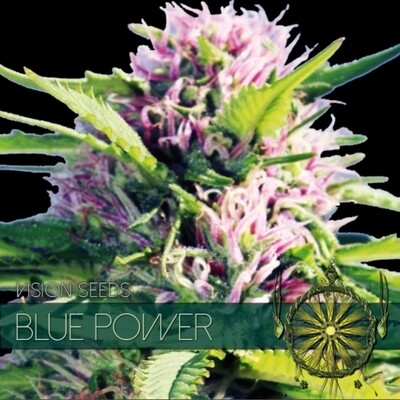 Vision Seeds - Blue Power (fem.) 01590