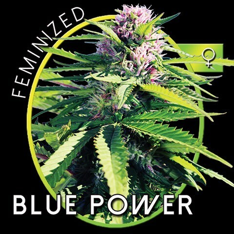 Vision Seeds - Blue Power (fem.)