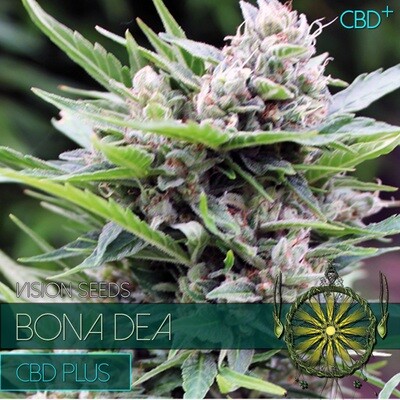 Vision Seeds - Bona Dea CBD+ (fem.) 03870