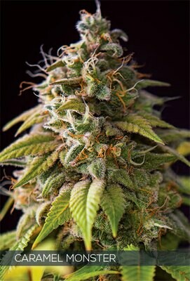 Vision Seeds - Caramel Monster (fem.) 06734