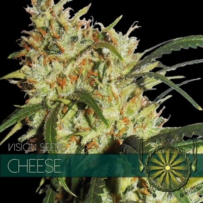Vision Seeds - Cheese (fem.) 01184