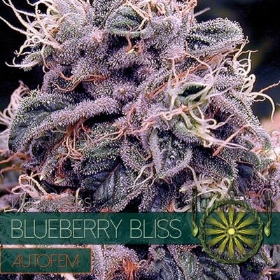 Vision Seeds - Blueberry Bliss Auto (auto/fem.) 01588