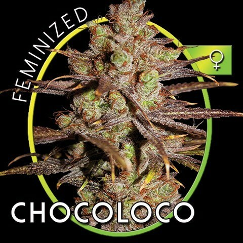Vision Seeds - ChocoLoco (fem.)