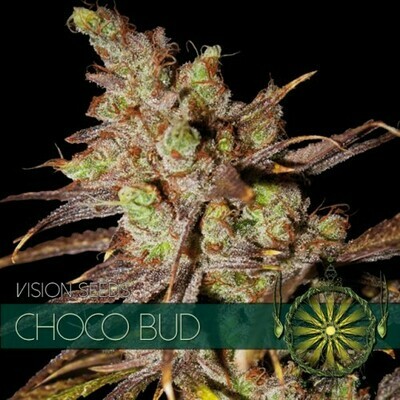 Vision Seeds - Choco Bud (fem.) 06735