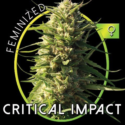 Vision Seeds - Critical Impact (fem.)