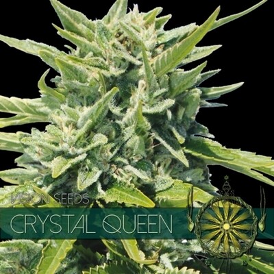 Vision Seeds - Crystal Queen (fem.) 01593