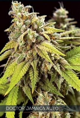 Vision Seeds - Doctor Jamaica Auto (auto/fem.) 06738
