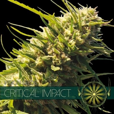 Vision Seeds - Critical Impact (fem.) 01592