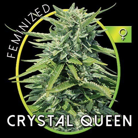 Vision Seeds - Crystal Queen (fem.)