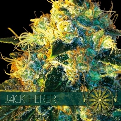 Vision Seeds - Jack Herer (fem.) 01185