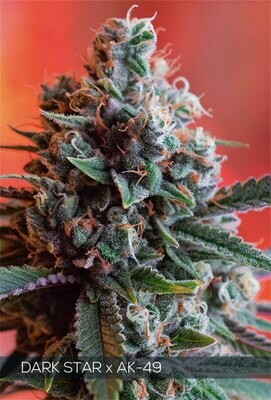 Vision Seeds - Dark Star x AK-49 (fem.) 06736