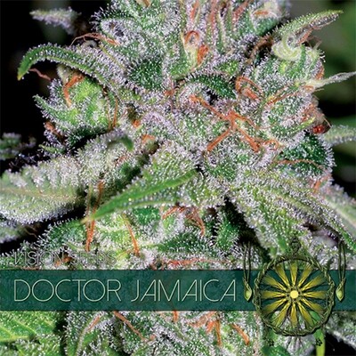 Vision Seeds - Doctor Jamaica (fem.) 06737
