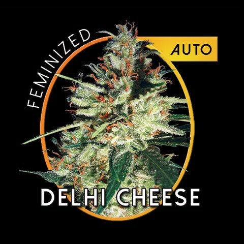 Vision Seeds - Delhi Cheese Auto (auto/fem.)