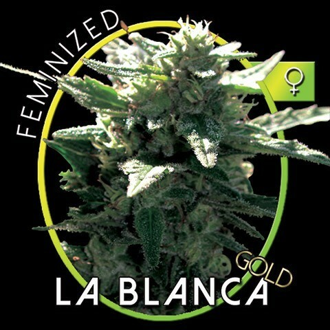 Vision Seeds - La Blanca Gold (fem.)