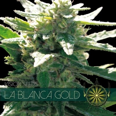 Vision Seeds - La Blanca Gold (fem.) 01594