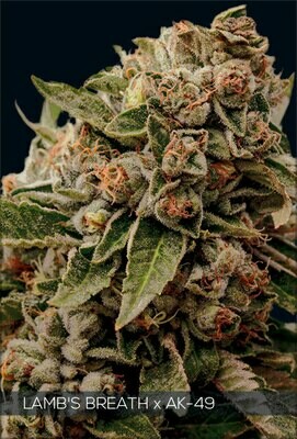 Vision Seeds - Lamb’s Breath x AK-49 (fem.) 06740