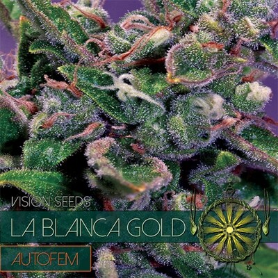 Vision Seeds - La Blanca Gold Auto (auto/fem.) 06739