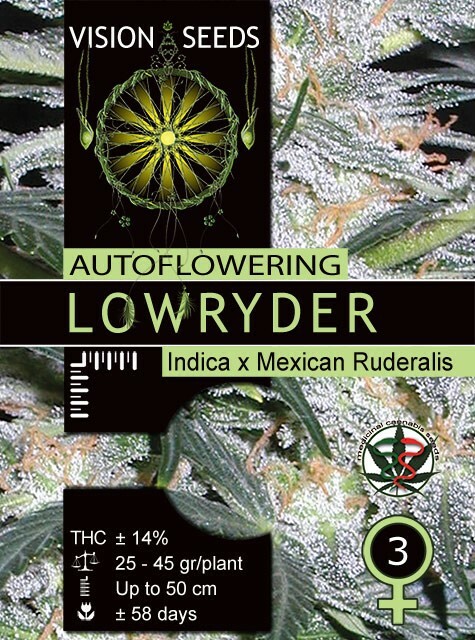 Vision Seeds - Lowryder Auto (auto/fem.)