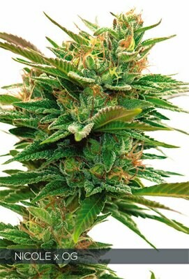 Vision Seeds - Nicole x OG (fem.) 06742