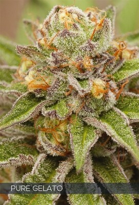 Vision Seeds - Pure Gelato (fem.) 06743