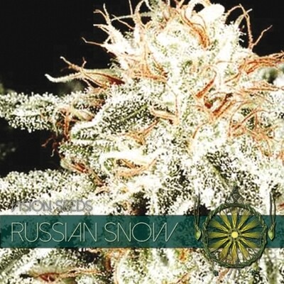 Vision Seeds - Russian Snow (fem.) 01173