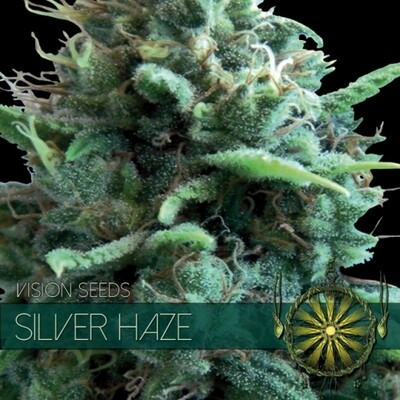 Vision Seeds - Silver Haze (fem.) 01174