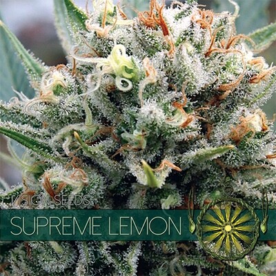 Vision Seeds - Supreme Lemon (fem.) 06744
