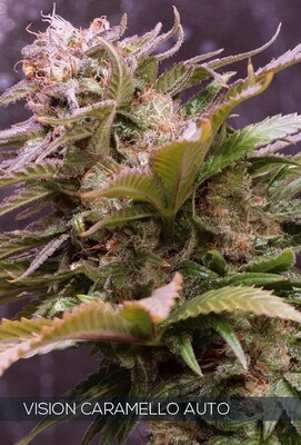 Vision Seeds - Vision Caramello Auto (auto/fem.) 06747