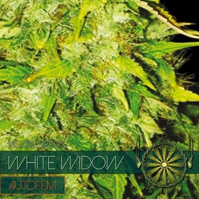Vision Seeds - White Widow Auto (auto/fem.) 01177