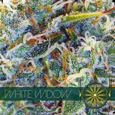Vision Seeds - White Widow (fem.) 01178